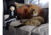 Halloween katt