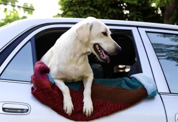 Baksätesskydd Hund banner