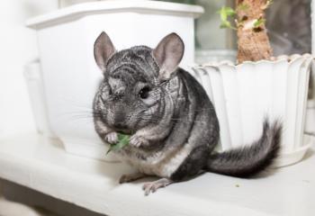 Foder till övriga smådjur banner