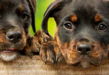 Klotång hund banner