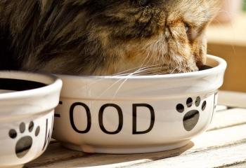 Kattmatskål banner
