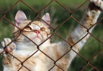 Kattnät banner