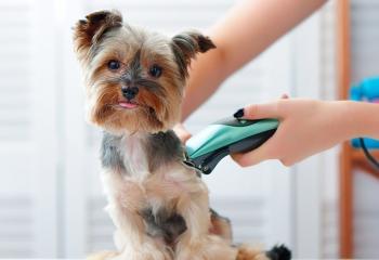 Hundtrimmer banner