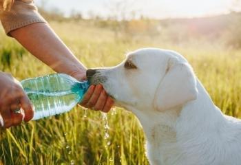 Vattenflaska till hund banner