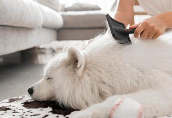 Hundborste banner