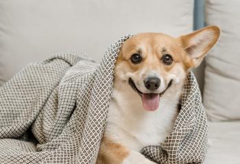Hundbur banner