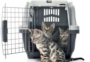 Transportbur katt banner