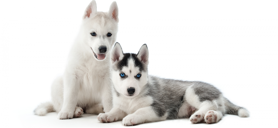 Husky valpar
