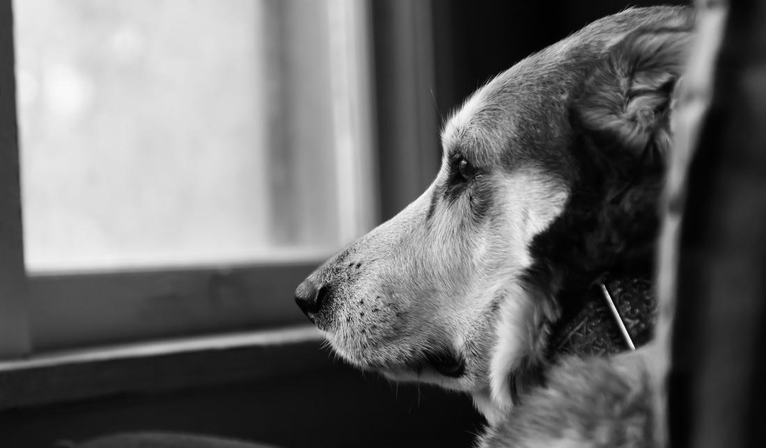 hund troett