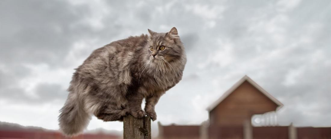 katt spanar2