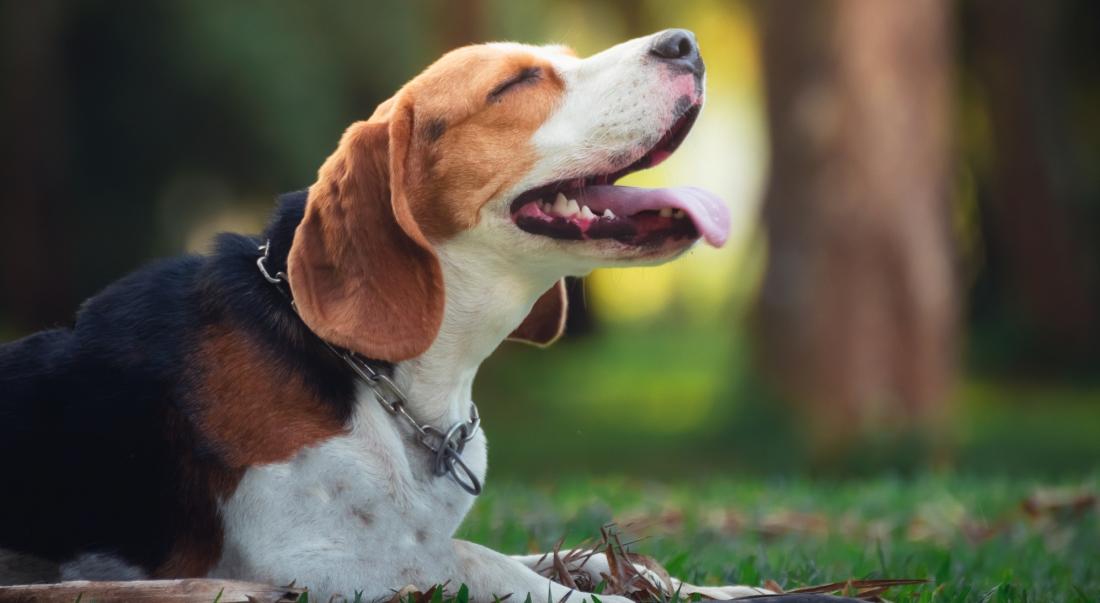 portrait cute puppy beagle garden