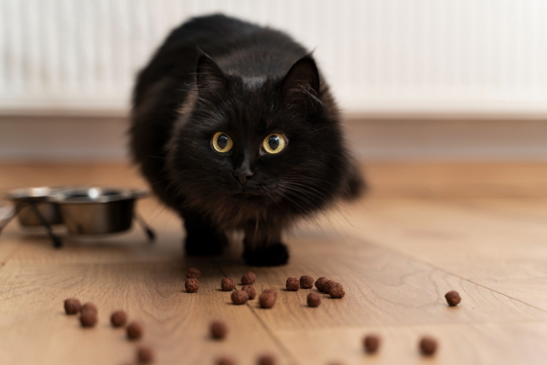 Cat playing in a dirty home