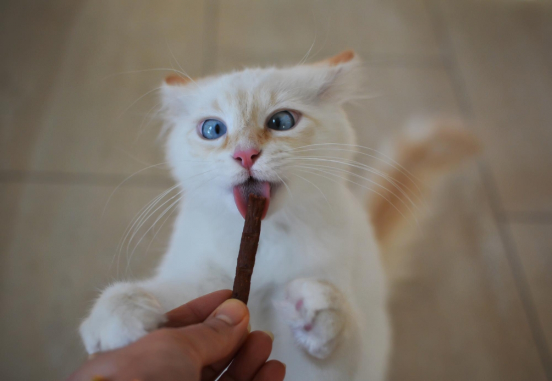cat with chewing stick