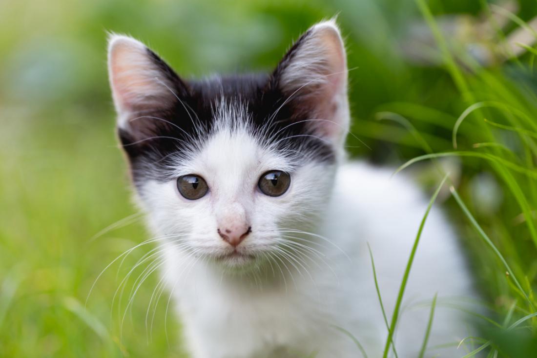 kattforsakring guide