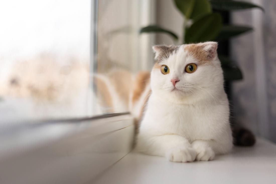 kattforsakring img