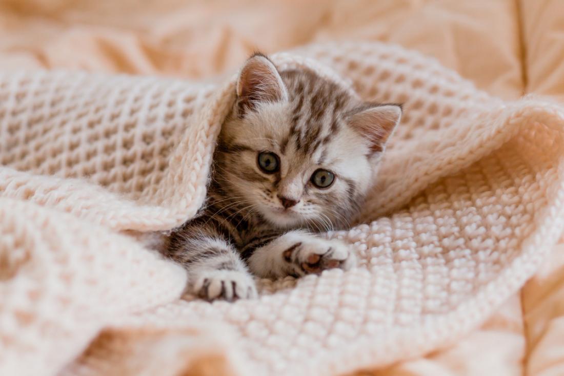 kattforsakring info