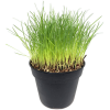 Schulze Fleischle Pet Snack Fine Forage Grass