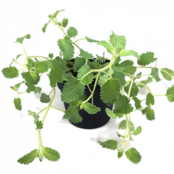 Schulze Fleischle Pet Snack Catnip Kattmynta