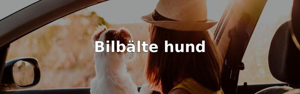 Bäst Bilbälte hund