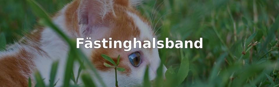 Bäst Fästinghalsband