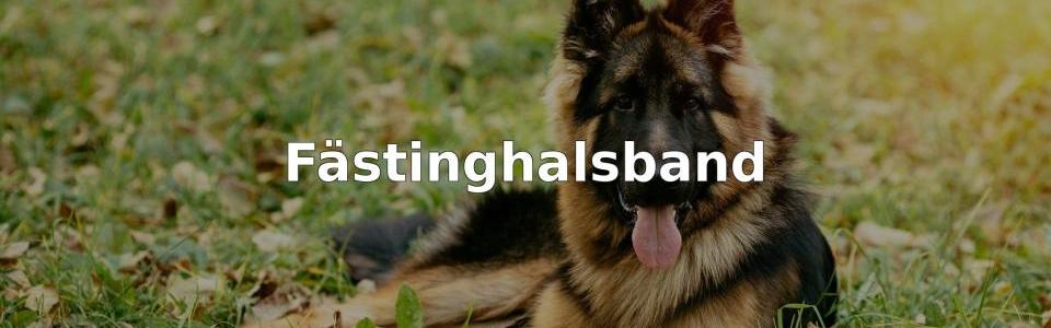 Bäst Fästinghalsband