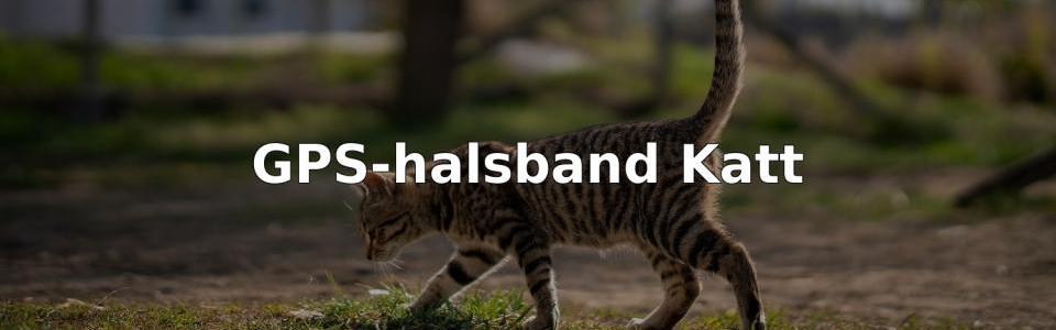 Bäst GPS-halsband Katt