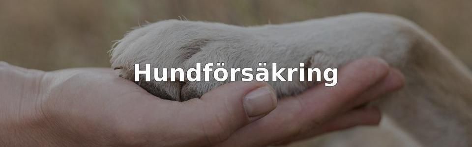 Bäst Hundförsäkring