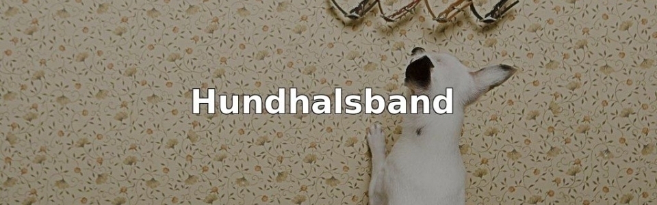 Bäst Hundhalsband