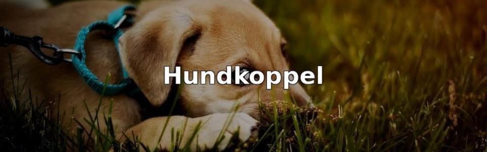 Bäst Hundkoppel
