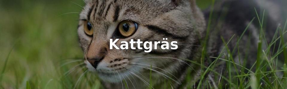 Bäst Kattgräs