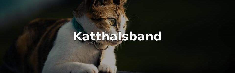 Bäst Katthalsband
