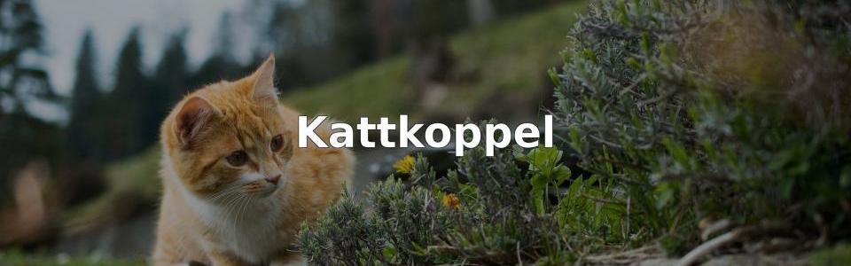 Bäst Kattkoppel