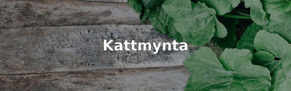 Bäst Kattmynta